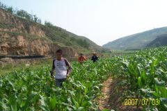 China corn field survey