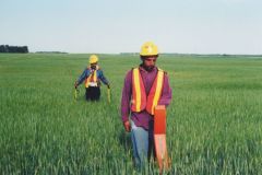 Wheat field survey canada